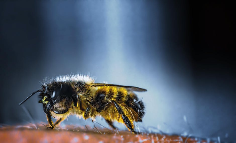 Jak skutecznie zwalczyc owady za pomocą preparatów biobójczych?