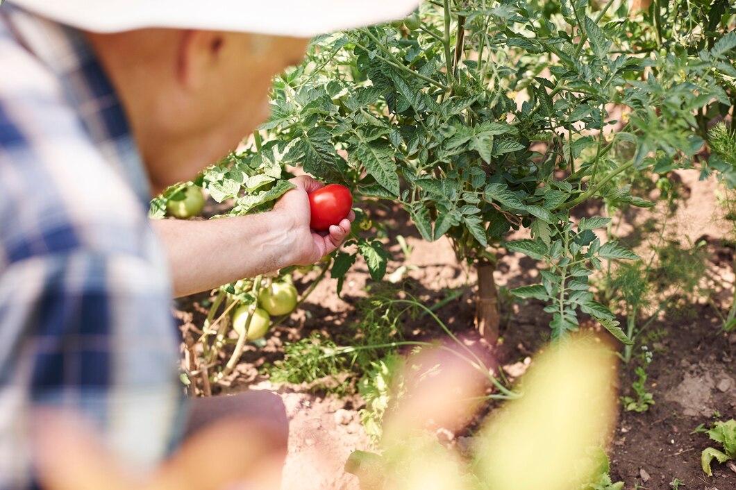 Pielęgnacja i uprawa drzew owocowych – praktyczne porady dla każdego ogrodnika